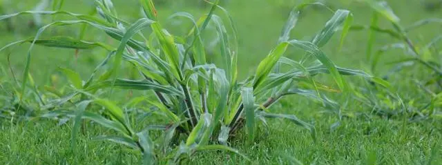 Crabgrass